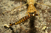 Predation of a diving beetle larva by a diving beetle larva, Couffy commune, Loir et Cher, France