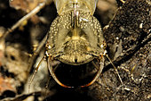 Great diving beetle (Dytiscus marginalis) larva in a pond, Couffy commune, Loir et Cher, France