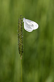 Moroccan Orange Tip (Leptidea sinapis) waiting to warm up to take flight, Fouzon meadows, Loir et Cher, France