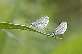 Moroccan Orange Tip (Leptidea sinapis) waiting to warm up to take flight, Fouzon meadows, Loir et Cher, France