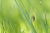 Meadow scorpionfly (Panorpa vulgaris) on a wild plant stem, Prairies du Fouzon, Loir et Cher, France