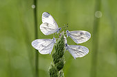 Moroccan Orange Tip (Leptidea sinapis) waiting to warm up to take flight, Fouzon meadows, Loir et Cher, France