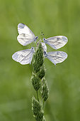 Moroccan Orange Tip (Leptidea sinapis) waiting to warm up to take flight, Fouzon meadows, Loir et Cher, France