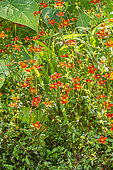 Apache beggartick, Bidens ferulifolia Hawaiian Flare 'Red Drop', flowers