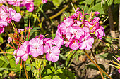 Evergreen perennial, Zonal Pelargonium 'Horizon Lavande', flowers