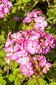 Evergreen perennial, Zonal Pelargonium 'Horizon Lavande', flowers