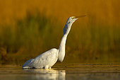 Great Egret (Egretta alba) in water, Sologne, Loir et Cher, France