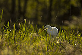 Great Egret (Egretta alba) on bank, Sologne, Loir et Cher, France