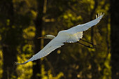 Great Egret (Egretta alba) in flight, Sologne, Loir et Cher, France