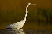 Great Egret (Egretta alba) in water, Sologne, Loir et Cher, France
