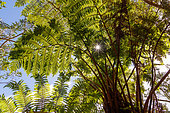 Fern, Mafate Cirque, Reunion Island, France