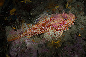 Bigscale Scorpionfish (Scorpaena scrofa), Saint Raphael, Var, France, Mediterranean Sea