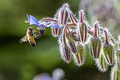 Honey Bee (Apis mellifera) worker visiting Borage (Borago officinalis) flower, Bouches-du-Rhone, France
