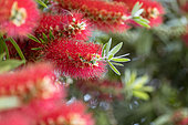Bottlebrush (Callistemon rigidus)