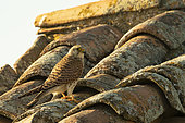 Lesser Kestrel (Falco naumanni) male on a roof, Province of Toledo, Spain