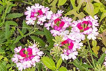 Garden Verbena, Verbena hybrida 'BeBop Pink', flowers