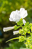 Rose Mallow, Lavatera trimestris 'Beauty Mix', flowers