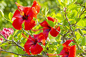 Chinese ibiscus, Hibiscus rosa-sinensis 'Scarlet Giant', flowers