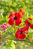 Chinese ibiscus, Hibiscus rosa-sinensis 'Scarlet Giant', flowers