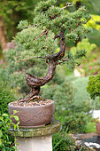 Bonsai of Scots pine (Pinus sylvestris). Age between 80 and 100 years. Garden of the Moulin de la Lande, Brittany, FrancePottery design Didier Schuller