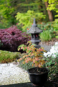 Japanese maple, Acer shirasawanum "Moonrise" in the Moulin de la Lande Japanese garden, Brittany, France