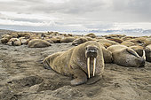 Atlantic walrus (Odobenus rosmarus) on the beach with its most prominent feature the long tusks, Spitsbergen, Svalbard, Norwegian archipelago, Norway, Arctic Ocean