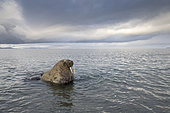 Atlantic walrus male, (Odobenus rosmarus), in the water at Poolepyinten, Spitsbergen, Svalbard archipelago, Norway, Arctic Ocean