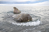 Two Atlantic walruses (Odobenus rosmarus), playing in the water at Poolepyinten, Spitsbergen, Svalbard archipelago, Norway, Arctic Ocean