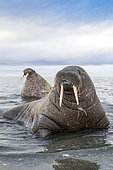 Atlantic walrus (Odobenus rosmarus) with its most prominent feature the long tusks, coming close to check the photographer, Spitsbergen, Svalbard, Norwegian archipelago, Norway, Arctic Ocean