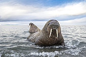Atlantic walrus (Odobenus rosmarus) with its most prominent feature the long tusks, coming close to check the photographer, Spitsbergen, Svalbard, Norwegian archipelago, Norway, Arctic Ocean