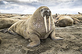 Atlantic walrus (Odobenus rosmarus) on the beach with its most prominent feature the long tusks, Spitsbergen, Svalbard, Norwegian archipelago, Norway, Arctic Ocean