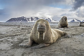 Atlantic walrus (Odobenus rosmarus) on the beach with its most prominent feature the long tusks, Spitsbergen, Svalbard, Norwegian archipelago, Norway, Arctic Ocean