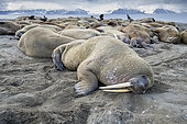 Atlantic walrus resting on the beach (Odobenus rosmarus), Poolepyinten, Spitsbergen, Svalbard archipelago, Norway, Arctic Ocean