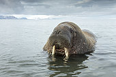 Atlantic walrus male, (Odobenus rosmarus), Poolepyinten, Spitsbergen, Svalbard archipelago, Norway, Arctic Ocean