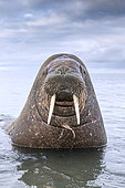 Atlantic walrus male, (Odobenus rosmarus), Poolepyinten, Spitsbergen, Svalbard archipelago, Norway, Arctic Ocean