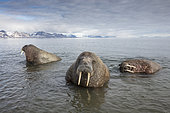 Atlantic walrus male, (Odobenus rosmarus) playing in the water in front of Poolepyinten, Spitsbergen, Svalbard archipelago, Norway, Arctic Ocean