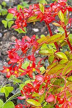 Fuchsia begonia, Begonia fuchsioides 'Vesuve', flowers