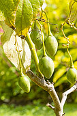 Tree Tomato, Cyphomandra crassicaulis, fruits