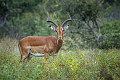 Common Impala (Aepyceros melampus) horned male grazing in Kruger National park, South Africa