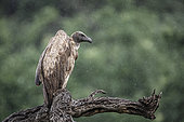 White backed Vulture (Gyps africanus) standing on a log under the rain in Kruger National park, South Africa