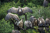 Group of White backed Vulture (Gyps africanus) standing on a branch under the rain in Kruger National park, South Africa