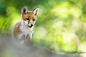 Red fox (Vulpes vulpes) Little fox stands and looks, deep in the forest, Slovakia