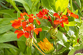Zonale Geranium 'Mrs Pollock', flowers