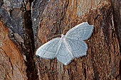 Little Emerald (Jodis lactearia), moth on wood, top view, open wings, Gers, France.