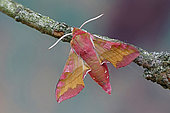 Small Elephant Hawk-moth (Deilephila porcellus), moth on wood, top view, open wings, Gers, France.