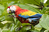 Scarlet Macaw (Ara macao) eating a fruit, Costa Rica