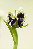 Fly orchid (Ophrys insectifera) resupine flower, Lorraine, France