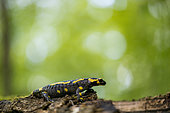 Speckled salamander (Salamandra salamandra), Forêt de la Reine, Lorraine, France
