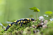Speckled salamander (Salamandra salamandra), Forêt de la Reine, Lorraine, France