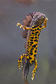 Great Crested Newt (Triturus cristatus) male in nuptial livery in water, Lorraine, France